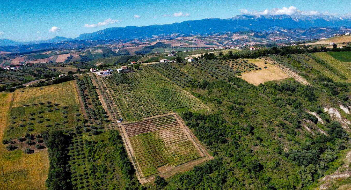 Uliveto Cascina Bruno