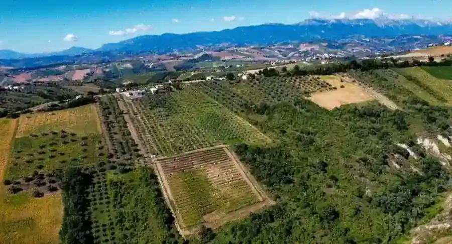 Uliveto Cascina Bruno