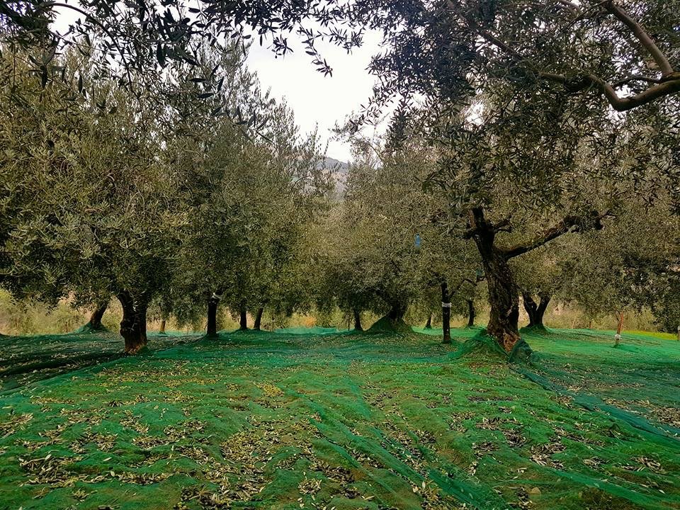 Olio EVO Cascina Bruno